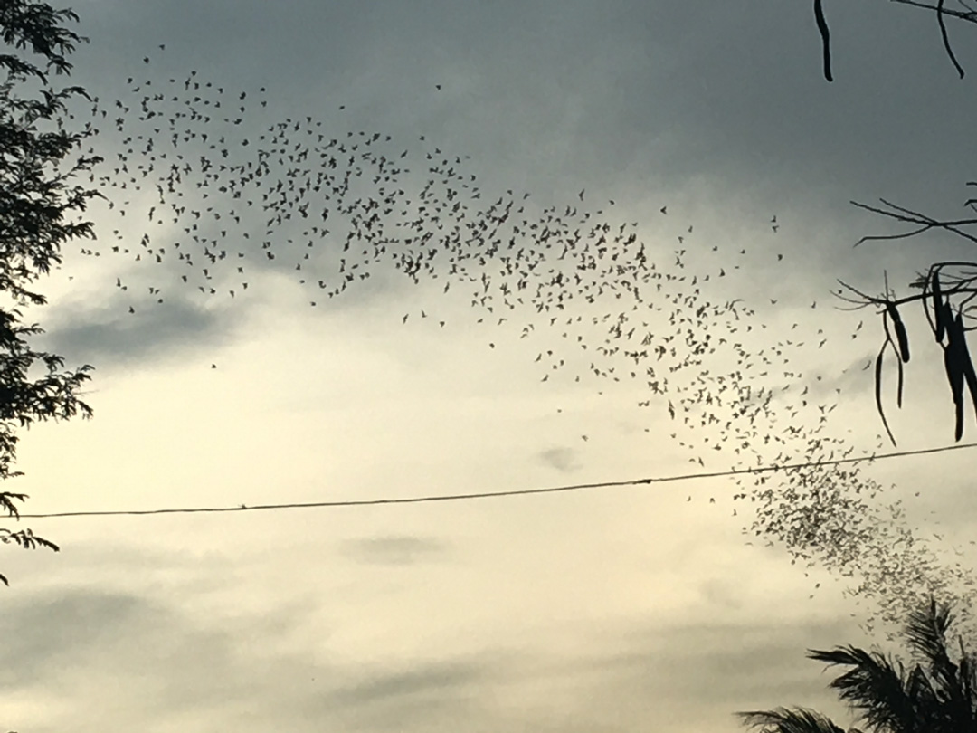 Bat Cave